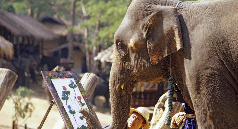 ¿Los elefantes tienen buenos recuerdos?