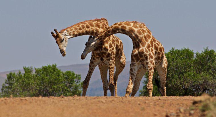 ¿Cuántos huesos hay en el cuello de una jirafa?