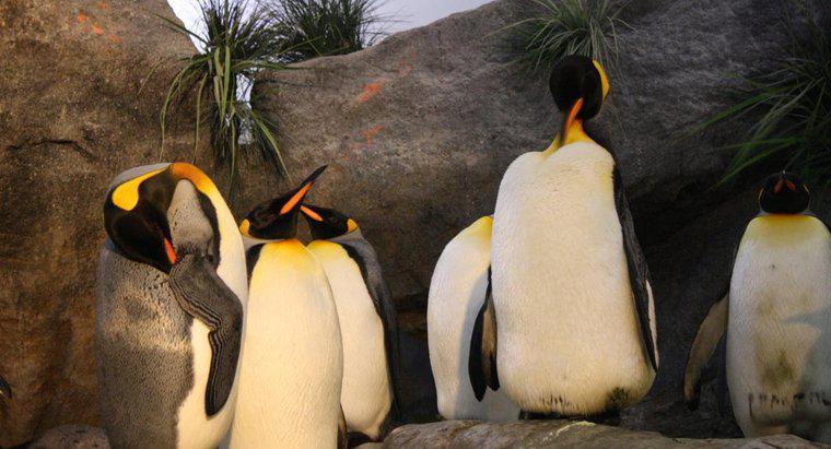 ¿Qué es el hábitat de un pingüino rey?