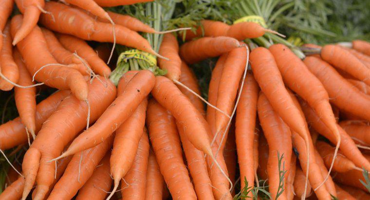 ¿Pueden los hámsters comer zanahorias?