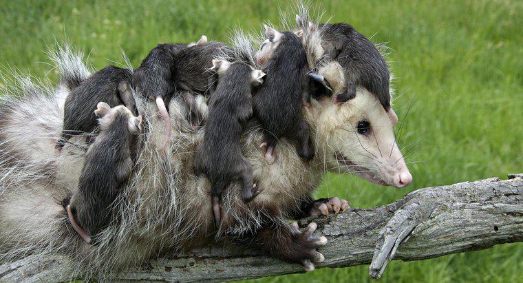 ¿Qué cuidado necesita un oposum recién nacido?