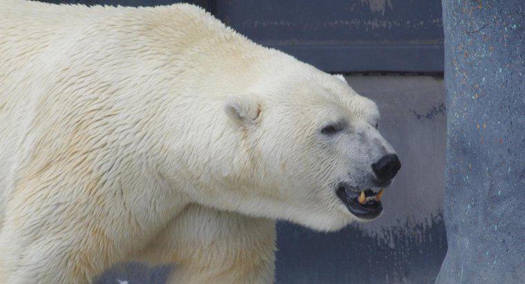 ¿Qué come un oso polar?