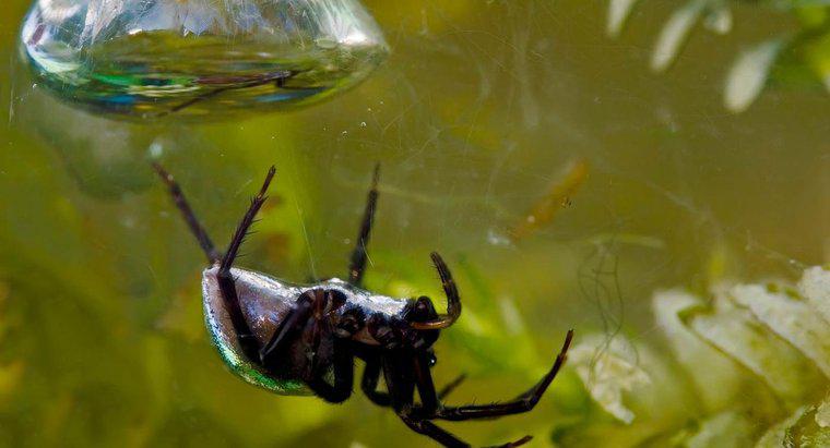 ¿Cuáles son algunos datos interesantes sobre las arañas de agua?