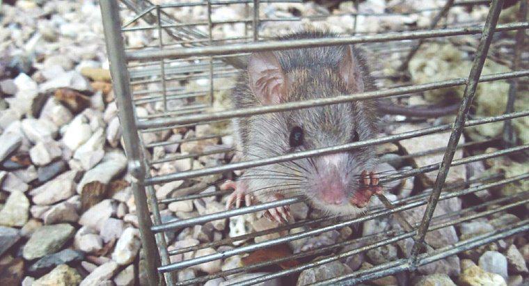 ¿Cómo me deshago de ratas y ratones sin veneno?