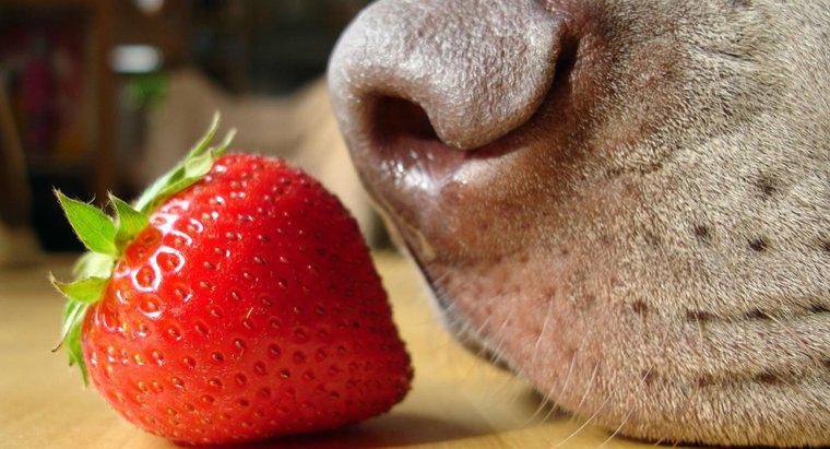 Las fresas son buenas para los perros?