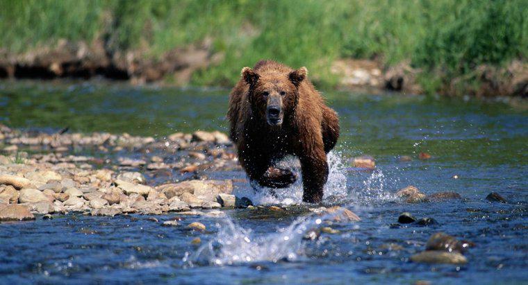 ¿Qué tan rápido puede correr un oso?