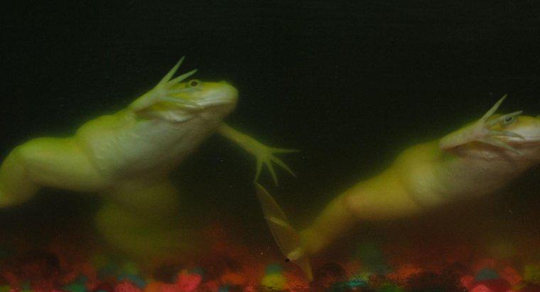 ¿Cuánto tiempo pueden las ranas mantener su respiración bajo el agua?