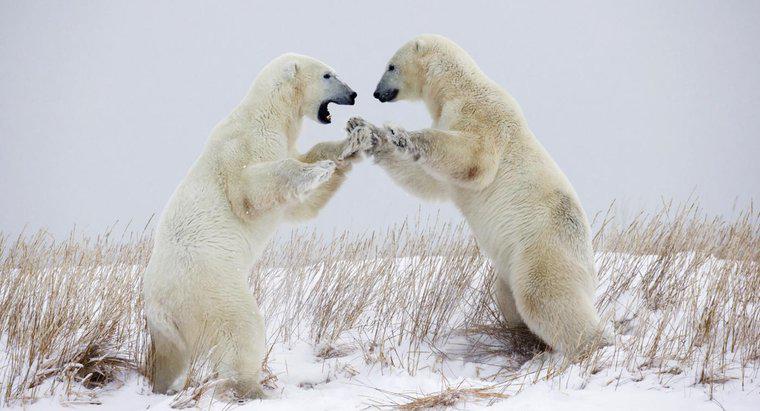 ¿Qué es la defensa de un oso polar?