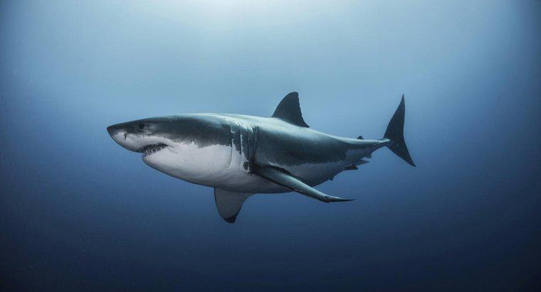 ¿Qué es el hábitat de un gran tiburón blanco?