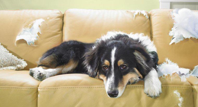 ¿Cuáles son algunos remedios para mantener a los perros fuera de los muebles?