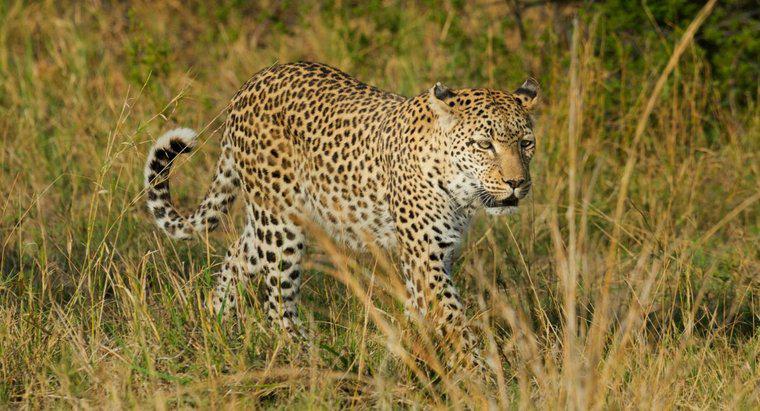 ¿Qué es el hábitat de un leopardo?