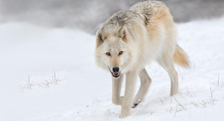 ¿Por qué los lobos están en peligro de extinción?
