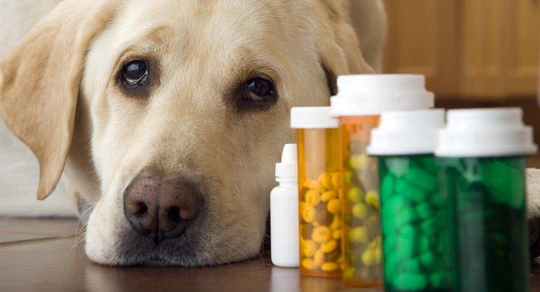 ¿Puedo darle a mi perro un analgésico?