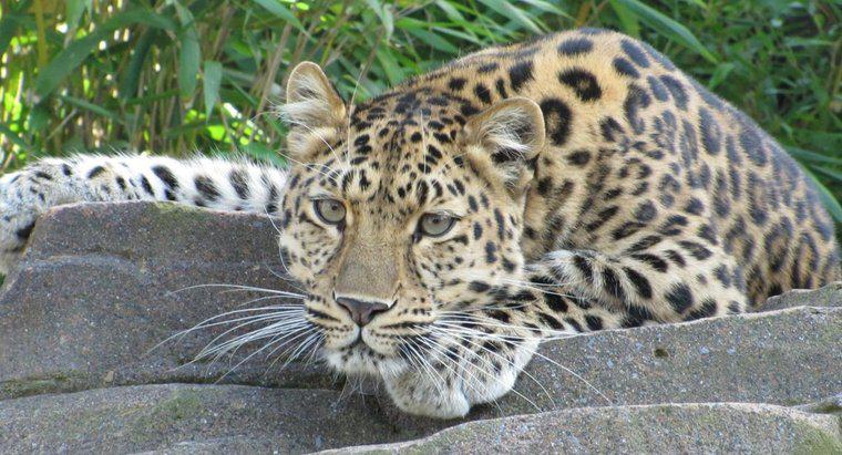 ¿Qué comen los leopardos?