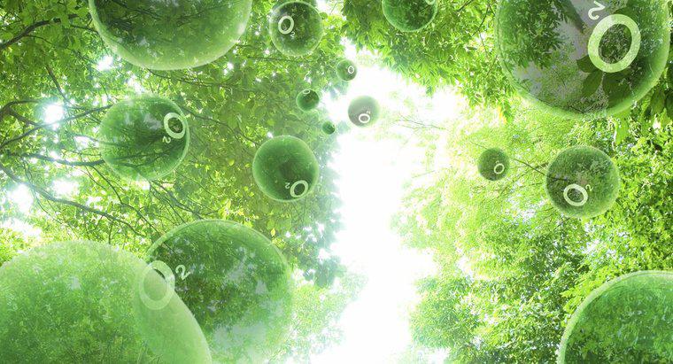 ¿Qué es la fotosíntesis?