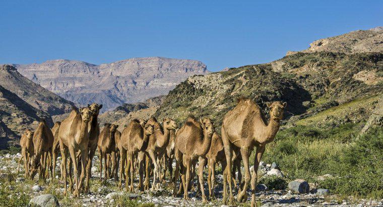 ¿Dónde viven los camellos?