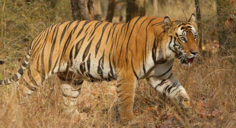 ¿Cómo se llama un tigre macho?