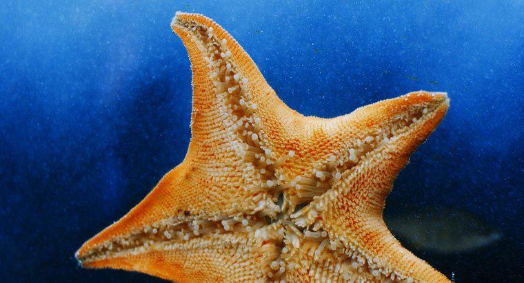 ¿Las estrellas de mar tienen huesos?