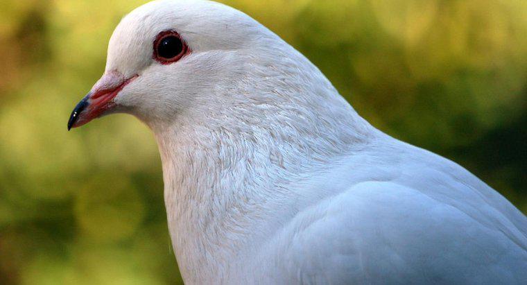 ¿Qué simboliza una paloma blanca?