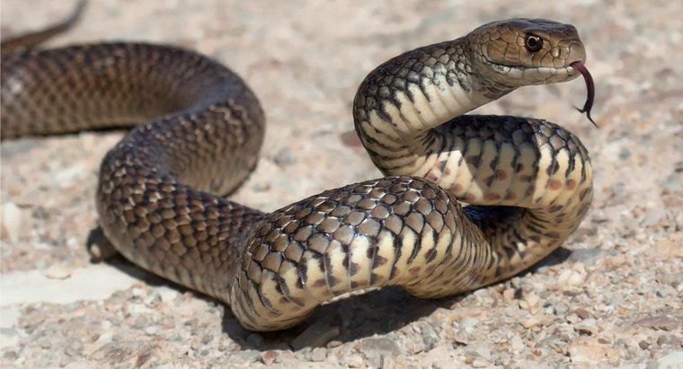 ¿Cuántos tipos de serpientes venenosas viven en Australia?
