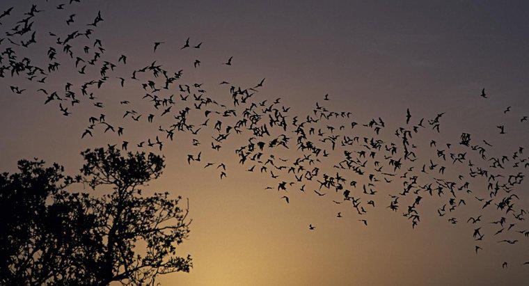 ¿Cuántos tipos de murciélagos hay?