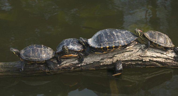 ¿Cuán grandes son las tortugas de vientre amarillo?
