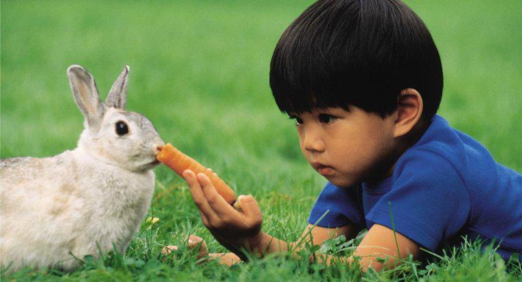 ¿Qué come un conejo?