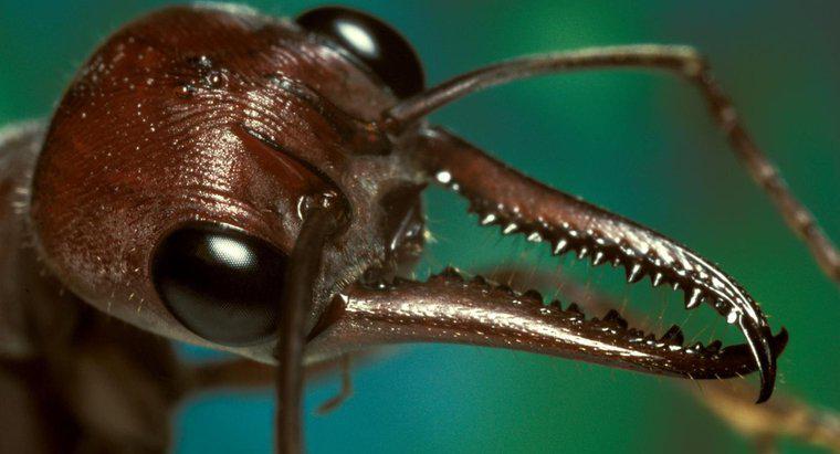 ¿Cómo se ve una mordedura de hormiga y cómo la tratas?