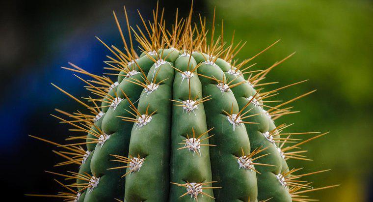 ¿Cómo deshacerse de un cactus?