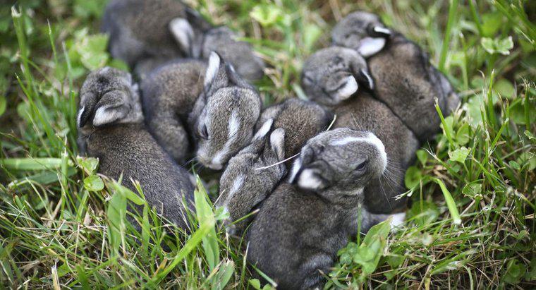 ¿Cuánto tiempo permanecen embarazadas los conejos?