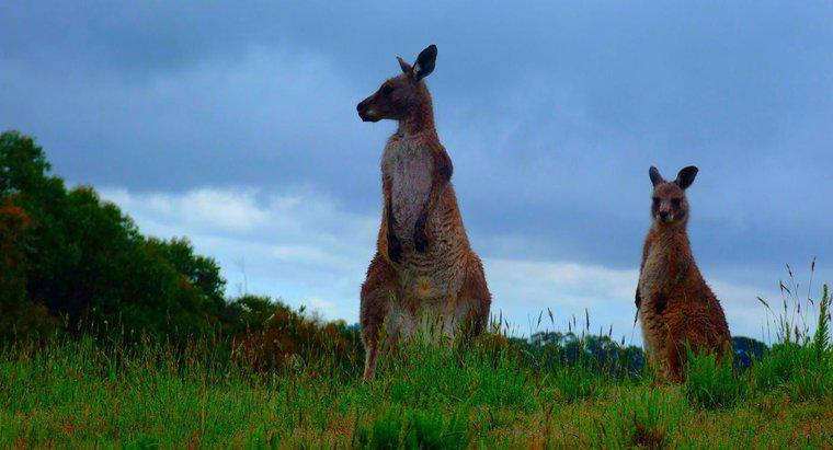 ¿Dónde viven los canguros en Australia?