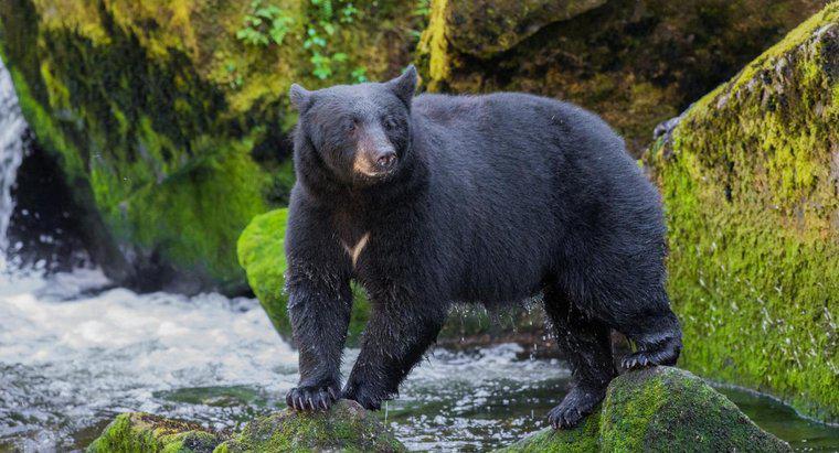 ¿Qué son las presas y los depredadores de los osos negros?
