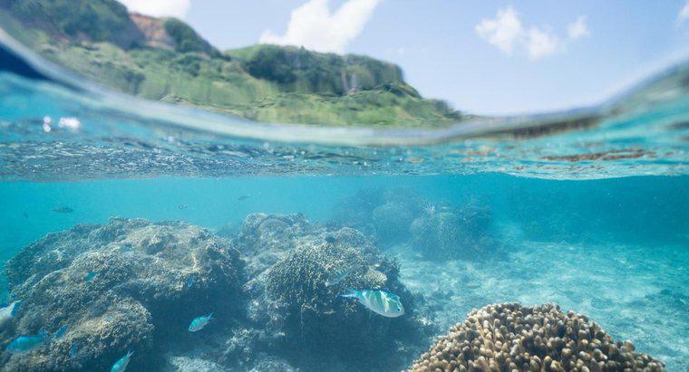 ¿Cuáles son algunos hechos sobre los ecosistemas oceánicos?
