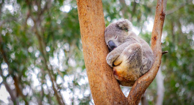¿Dónde duermen los koalas?