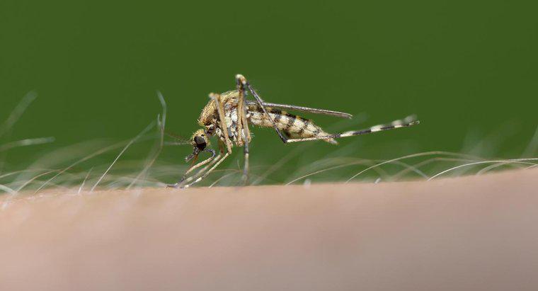 ¿Realmente prefieren los mosquitos morder algunas personas a otras?