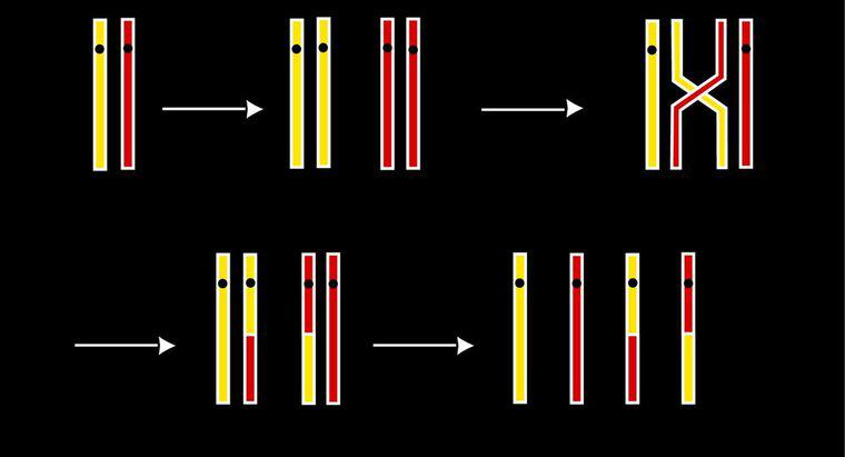 ¿Cuándo se produce el cruce en la división celular?