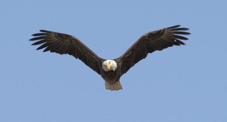 ¿Qué tan alto puede un águila volar?
