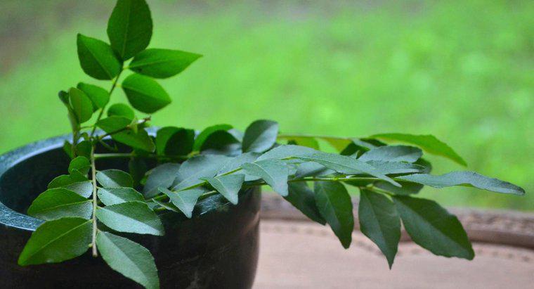 ¿Qué es un sustituto de hojas de curry?