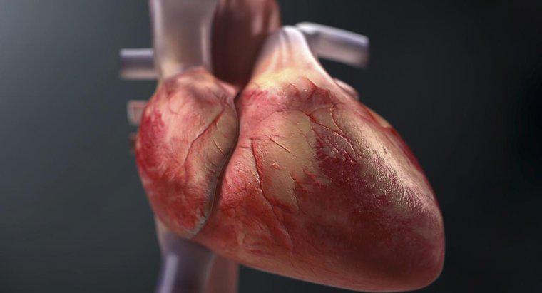 ¿Cómo trazas el flujo de sangre a través del corazón?