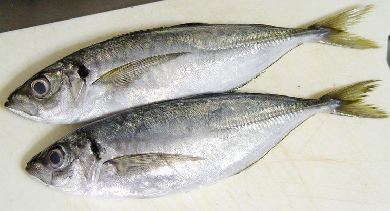 ¿Cómo deshacerse del sabor fuerte a pescado en el pescado?
