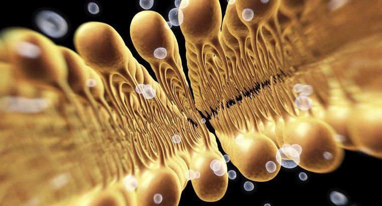 Ciencia y biología: la función de una membrana celular