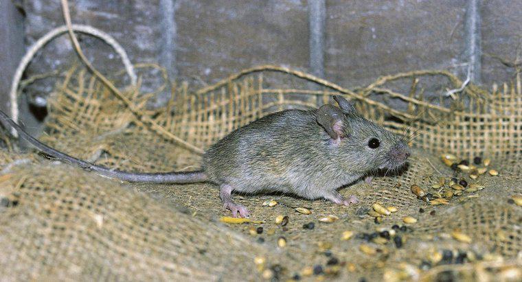 ¿Cómo encontrar un ratón muerto en una pared?