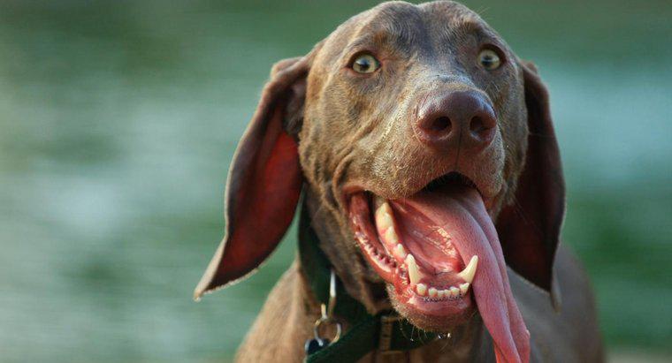 ¿Por qué un perro cuelga su lengua?