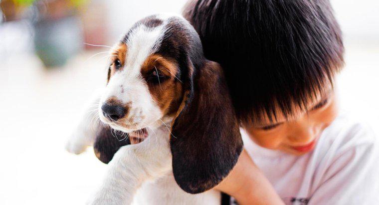 ¿Dónde se pueden encontrar cachorros Basset Hound en venta?