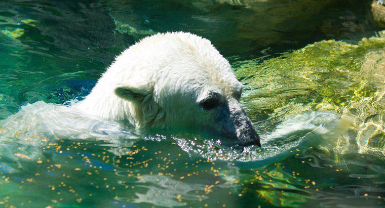 ¿Los osos polares viven en el polo sur?