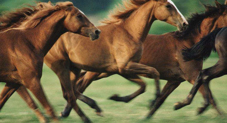 ¿Qué tan rápido pueden correr los caballos?