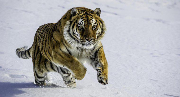 ¿Cuáles son algunos hechos sobre los tigres siberianos?