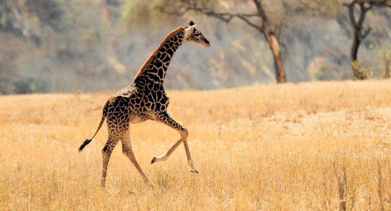 ¿Pueden saltar las jirafas?