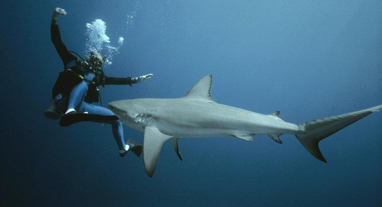 ¿Cómo luchar contra un tiburón?