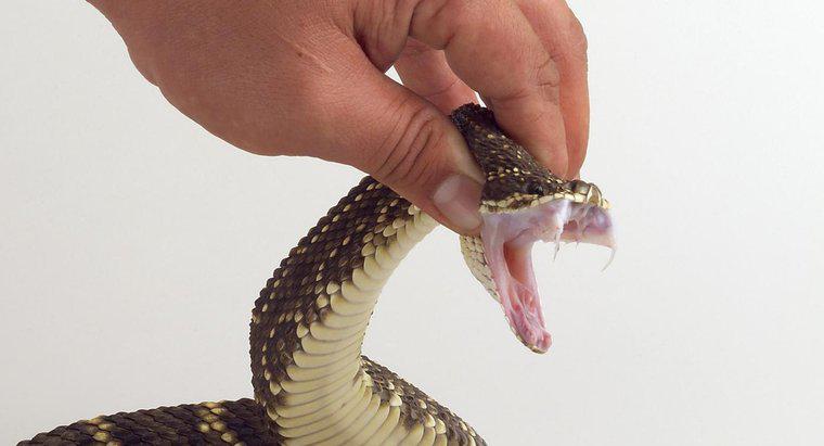 ¿Cómo se protegen las serpientes?